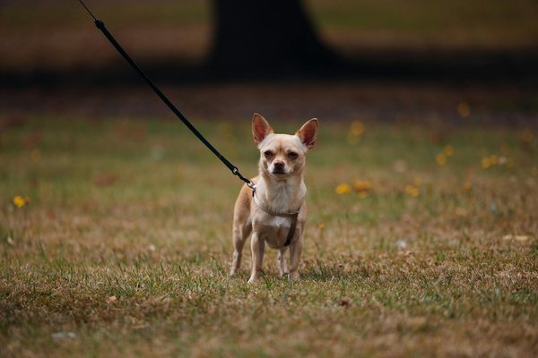 What Are the Cultural Influences on Traditional UK Cuisine?